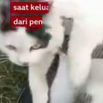 TAK HANYA MANUSIA, SINDIKAT NARKOBA MULAI MANFAATKAN HEWAN, DI RUSIA SEEKOR KUCING JADI KURIR NARKOBA